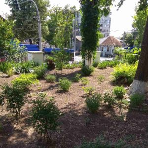 Salubrizarea teritoriului CCC „Floarea Soarelui”